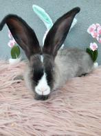 Duitse reus rzm, Mannelijk, Groot, 0 tot 2 jaar