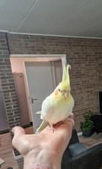 Te koop getrainde valkparkiet inclusief kooi, Dieren en Toebehoren, Vogels | Parkieten en Papegaaien, Mannelijk, Parkiet