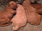 Goldendoodle multigen 40 cm te koop, Dieren en Toebehoren, Honden | Retrievers, Spaniëls en Waterhonden, Overige rassen, CDV (hondenziekte)