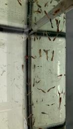 Heel veel guppys guppies, Vis