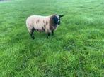 Bonte dek rammen, Dieren en Toebehoren, Mannelijk, Schaap