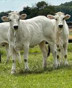 Te koop Marchigiana koeien,vaarzen,pinken en vaarskalveren, Dieren en Toebehoren, Runderen, Vrouwelijk