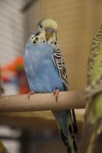 Jonge Baby Grasparkieten | Div. Kleuren | Handtam, Dieren en Toebehoren, Vogels | Parkieten en Papegaaien, Meerdere dieren, Parkiet