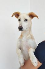 Mateus lieve pup, Particulier, Rabiës (hondsdolheid), 15 weken tot 1 jaar, Reu