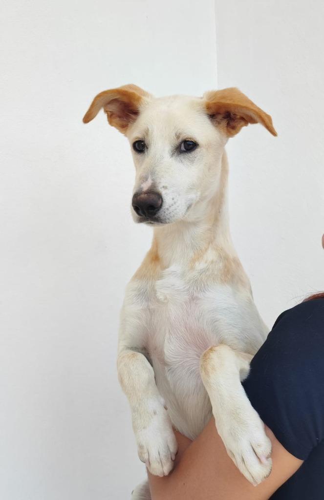 Mateus lieve pup, Dieren en Toebehoren, Honden | Niet-rashonden, Klein, Reu, Particulier, Meerdere, Buitenland, 15 weken tot 1 jaar