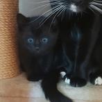 Kittens, Dieren en Toebehoren, Kattenmanden, Ophalen