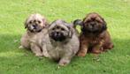 Prachtige boomer pups te koop, Dieren en Toebehoren, Honden | Chihuahua's en Gezelschapshonden, Nederland, Overige rassen, CDV (hondenziekte)