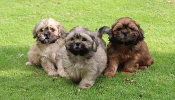 Prachtige boomer pups te koop beschikbaar voor biedingen