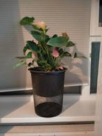 Kamerplant, Ophalen, Halfschaduw, Minder dan 100 cm