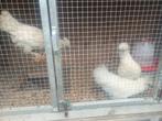Zijdenhoen kriel kipjes te koop, Dieren en Toebehoren, Pluimvee, Vrouwelijk, Kip
