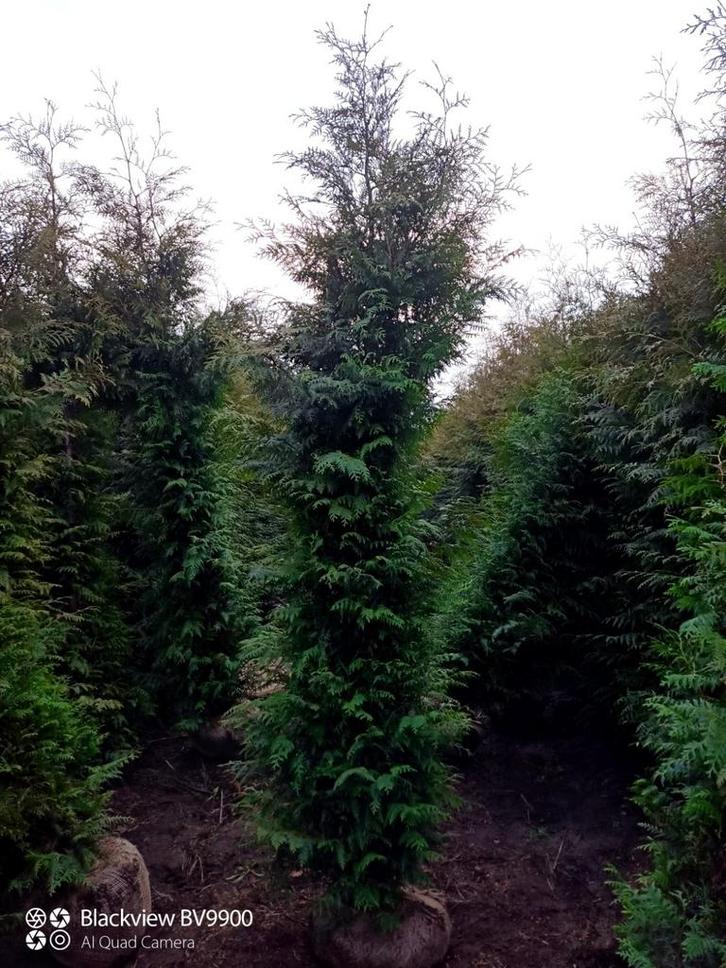 Coniferen Thuja Brabant 200-250cm en 250-300cm haag planten, Tuin en Terras, Planten | Struiken en Hagen, Struik, Conifeer, 100 tot 250 cm