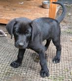 4 Labrador x Weimaraner pups klaar voor een liefdevol thuis, Rabiës (hondsdolheid), Reu, 8 tot 15 weken, Meerdere