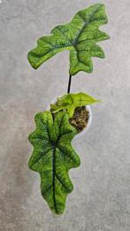 Alocasia Jacklyn, Ophalen of Verzenden, Halfschaduw, Minder dan 100 cm