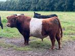 Rood belted galloway dekstier, Mannelijk