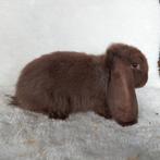 Super lieve jonge franse hangoor konijnen te koop, Dieren en Toebehoren, Konijnen, Meerdere dieren, Groot, Hangoor