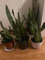 Mooie Kamerplant - Sanseveria (prijs ps), Huis en Inrichting, Kamerplanten, Ophalen, Overige soorten, Halfschaduw, In pot