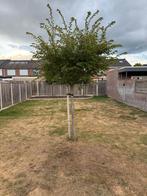 gratis ophalen boom, Tuin en Terras, Planten | Bomen, Ophalen, Volle zon, Overige soorten
