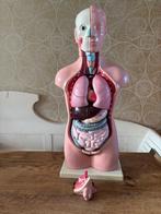 menselijk torso model 45 cm, Diversen, Ophalen of Verzenden, Gebruikt