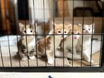 4 lieve kittens, moeder halve Mainecoon lapjes, Dieren en Toebehoren, Katten en Kittens | Overige Katten, Meerdere dieren, Kortharig