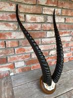Hoorns, gazelle, Afrika, geweien, schedels, Ophalen of Verzenden, Gebruikt, Wild dier, Schedel