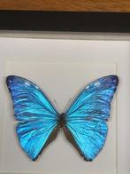 vlinder Morpho Adonis, Ophalen of Verzenden, Nieuw, Overige soorten, Opgezet dier