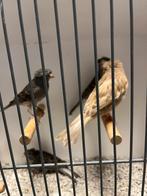 Kanarie  kuif 2025, Dieren en Toebehoren, Vogels | Kanaries, Mannelijk, Kleurkanarie