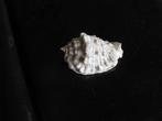 Lot 23 mooie SCHELPEN o.a 4x MUREX RAMOSUS, Verzamelen, Ophalen of Verzenden, Schelp(en)