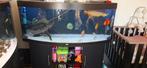 Juwel vision 450 oase biomaster 850 helialux wifi, Dieren en Toebehoren, Ophalen, Zo goed als nieuw, Leeg aquarium