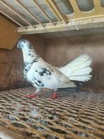vrouwelijke duif, Dieren en Toebehoren, Vogels | Duiven
