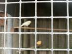 Te koop vier Kanaries, Meerdere dieren, Kleurkanarie