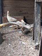 Koppel goudgeel fazant, Dieren en Toebehoren, Meerdere dieren, Eend