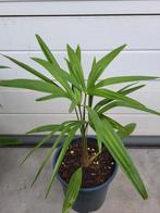 Trachycarpus Fortunei X Wagnerianus, Tuin en Terras, Planten | Bomen, Bloeit niet, Ophalen of Verzenden, Minder dan 100 cm, Palmboom