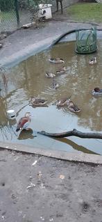 Roodschouders van 2025, Dieren en Toebehoren, Pluimvee, Meerdere dieren, Eend