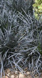 Vaste planten: zwart gras Ophiopogon planiscapus 'niger', Bodembedekkers, Volle zon, Vaste plant, Ophalen of Verzenden