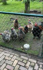 Porselein brahma kuikens hennen, Dieren en Toebehoren, Pluimvee, Vrouwelijk, Kip