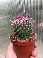 Mammillaria, 6 cm plant., Ophalen of Verzenden, Halfschaduw, Minder dan 100 cm