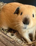 Leuk beertje,jonge cavia,california zwart,fokgeschik,vervoer, Dieren en Toebehoren, Knaagdieren, Cavia, Mannelijk, Juli, Tam