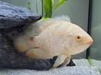 Albino pauwoog cichlide, oscar high white red tiger ong 12cm, Dieren en Toebehoren, Vissen | Aquariumvissen, Vis, Zoetwatervis