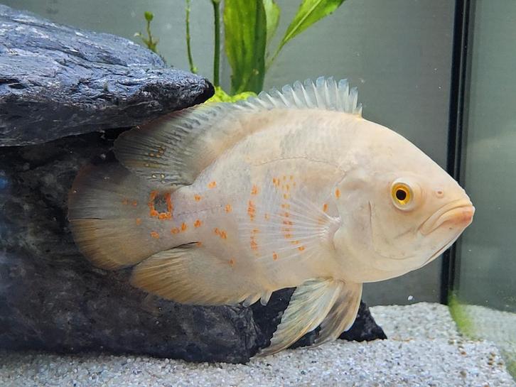 Albino pauwoog cichlide, oscar high white red tiger ong 12cm, Dieren en Toebehoren, Vissen | Aquariumvissen, Zoetwatervis, Vis