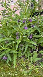 Smeerwortel (inheems en zeer bijvriendelijk), Tuin en Terras, Ophalen, Zomer, Overige soorten, Volle zon