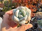Echeveria Mary /pot 5cm/vetplant/succulent, Ophalen of Verzenden, Halfschaduw, Minder dan 100 cm