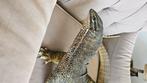 Varanus panoptes man, Dieren en Toebehoren, Reptielen en Amfibieën, Hagedis, Tam, 3 tot 6 jaar