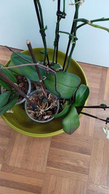 Orchidee, 4 stuks, gedeeltelijk in knop beschikbaar voor biedingen