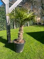 Palmboom / palmbomen, Volle zon, Ophalen of Verzenden, Palmboom, 100 tot 250 cm
