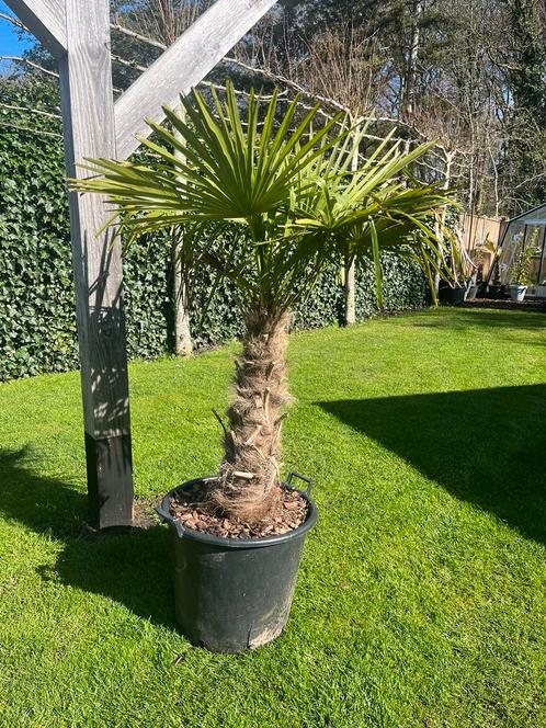Palmboom / palmbomen, Tuin en Terras, Planten | Bomen, Palmboom, 100 tot 250 cm, Volle zon, Ophalen of Verzenden
