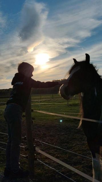 Stalling 1 pony/koudbloed beschikbaar voor biedingen