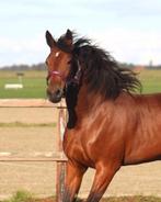 prachtige tweejarige draver merrie, Dieren en Toebehoren, Paarden, Merrie, Recreatiepaard, 3 tot 6 jaar