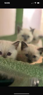 3 half siammes en half kot britch haar kitten te koop