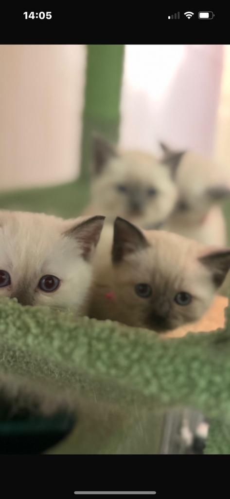 3 half siammes en half kot britch haar kitten te koop, Dieren en Toebehoren, Katten en Kittens | Raskatten | Korthaar