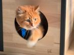 Maine coon rood, Dieren en Toebehoren, Katten en Kittens | Raskatten | Langhaar, Kater, Met stamboom, 6 jaar of ouder